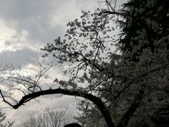 -武汉大学-樱园