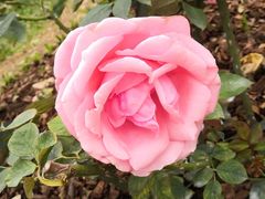 -人民公园(罗湖区)