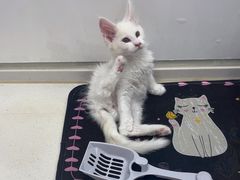 -糯米喵星人总部直营旗舰店·猫舍·幼猫出售