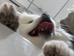 -纳吉亚猫专科动物医院(康都外科中心)