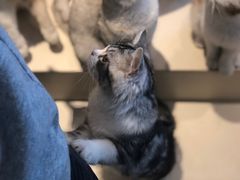 -飞行喵MR PILOT|猫舍·猫咖(静安大融城店)