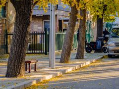 -三里屯东五街银杏大道