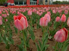 -廊坊文化艺术中心