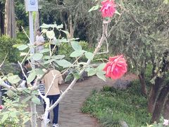 -东莞植物园