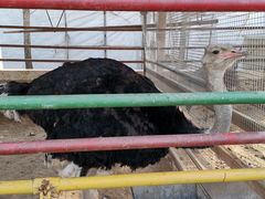 -南宫五洲植物乐园