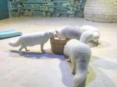 -华夏文旅海洋公园