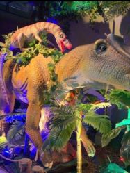 -恐龙探索乐园(磁器口店)