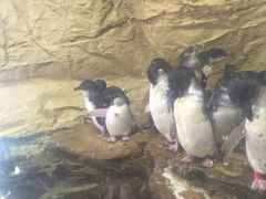 -悉尼海洋生物水族馆