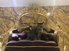 -more than meow吴止猫主题餐厅(承德 中船汇店)