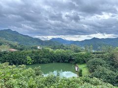 -雁南飞茶田景区