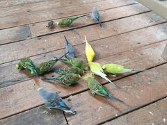 -南宫五洲植物乐园