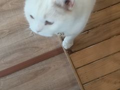 -猫的茶·猫咖