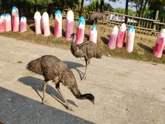 -常州淹城野生动物世界