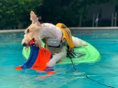 -汪说喵讲宠物乐园宠物酒店(红星美凯龙店)