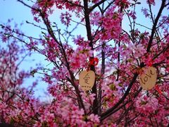 -天适樱花悠乐园