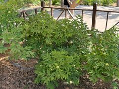 -洛阳市隋唐城遗址植物园