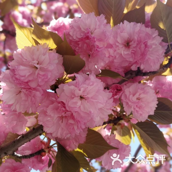 北京植物园樱花图片