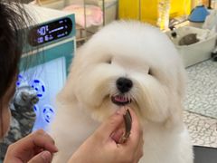 -momokira米努特·德文卷毛猫·棉花面纱犬