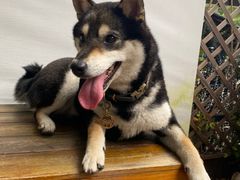 -柴犬高等学院·狗咖·柴犬售卖·宠物训练