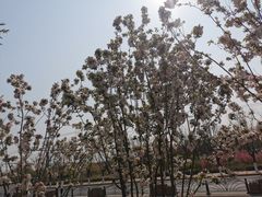 -燕郊植物园