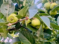 -必胜客(会展店)