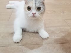 -Bastet sally猫舍购宠(静安店)