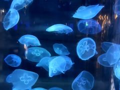 -泉城欧乐堡海洋极地世界