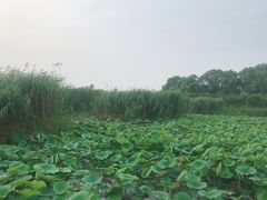 -白洋淀景区