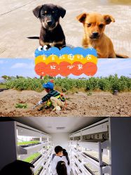 -麦粒鸟亲子游
