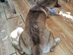 -柴犬高等学院·狗咖·柴犬售卖·宠物训练