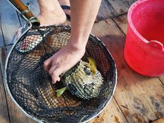 -蓝湾碧波·老字号·疍家非遗海上餐厅