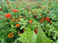 -荷兰花海