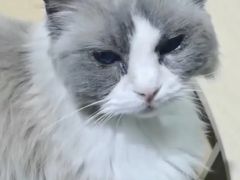 -鼓捣猫呢主题猫咖店