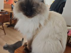 -有猫主题·治愈系猫咖(曾厝垵店)