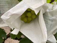 -马陆小张葡萄园农家乐