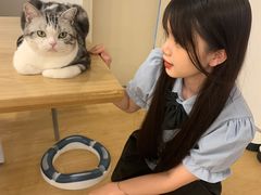 -有喵·猫咖·狗咖·30几只猫10只小狗(岗厦店)
