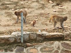 -石家庄市动物园