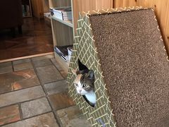 -隅cafe(傅厚岗店)