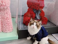 -喵百万·布偶·蓝金金渐层英短·猫舍(百子湾店)