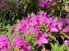 -玄武湖景区-情侣园游乐场