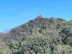 -贵州百里杜鹃风景名胜区
