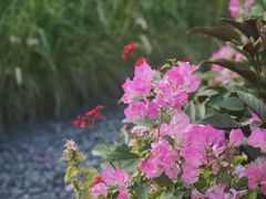 -莲花山公园