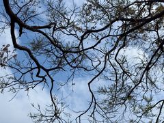 -洞背山庄(洞背院区式管理小区店)