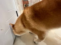 -共舞时光猫咖·狗咖(新街口店)