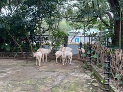 -深圳野生动物园