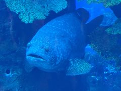 -迪拜水族馆及水下动物园