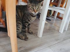 -海边的猫和咖啡馆