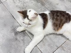 -楼上猫咖(罗湖店)