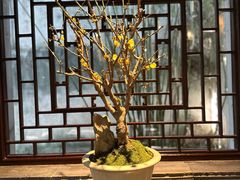 -苏州吴宫泛太平洋酒店