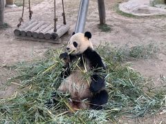 -上海野生动物园